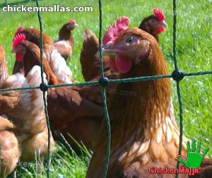poultries with chicken net