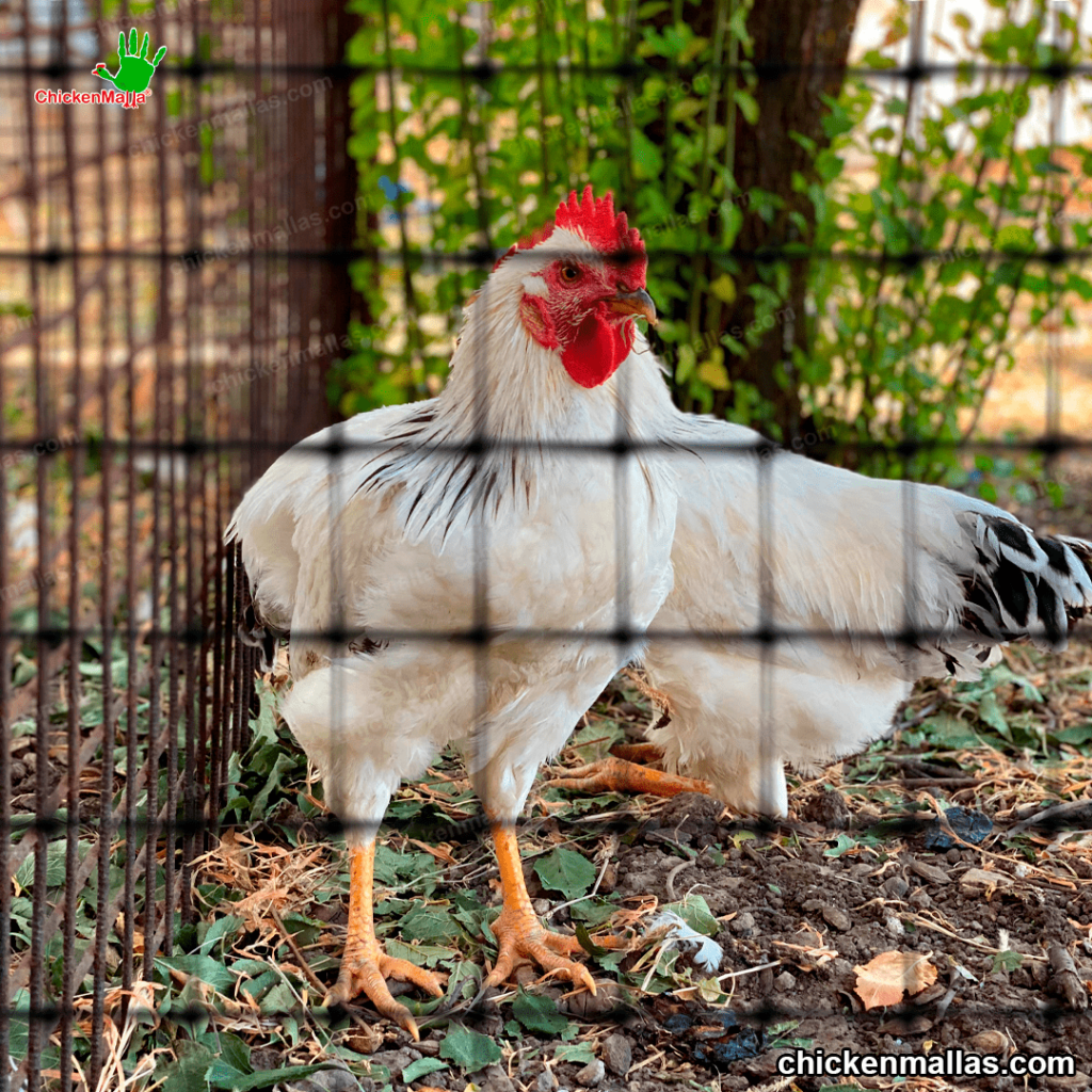 formas de aumentar el desarrollo de los pollos